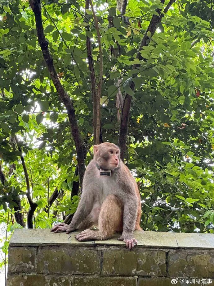 完全不怕人,是塘朗山明星猴,所以常被误认成"猴王"