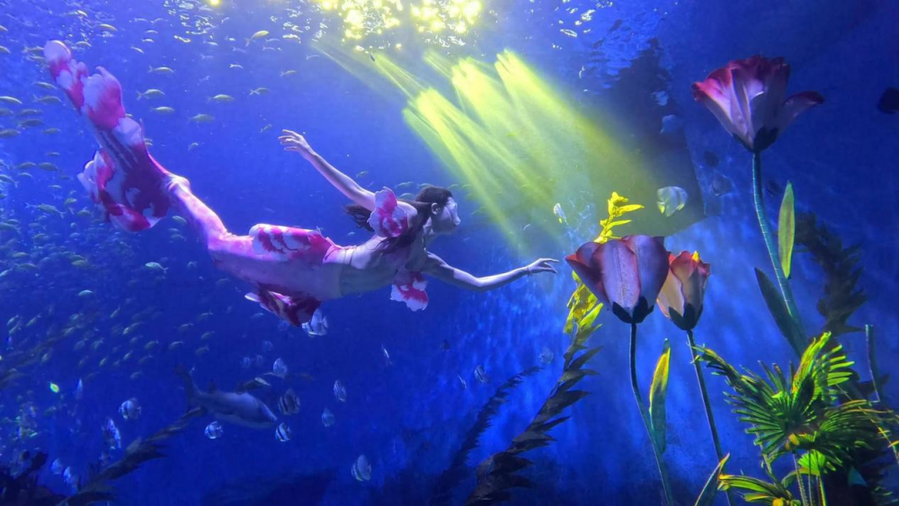 县域内郑州海昌海洋旅游度假区牡丹美人鱼霸榜刷屏,人鱼幻化成盛开的