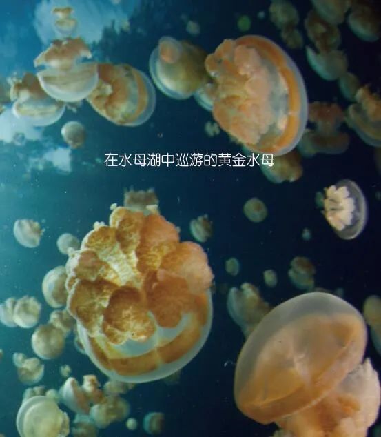水母: 沧海变幻,唯我独尊_腾讯新闻