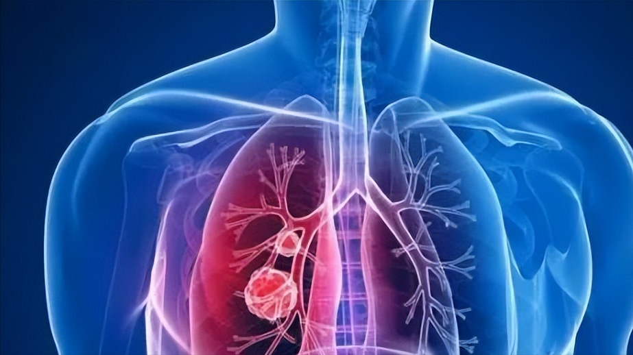 肺的位置位置图图片