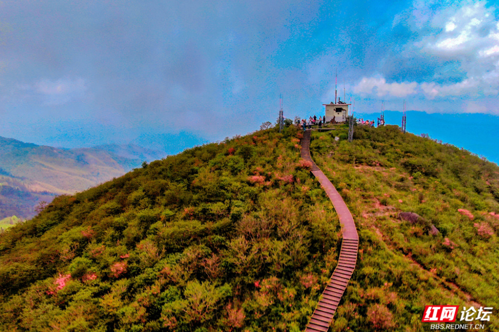 摄影:曾石祥▲图说:每年四月下旬至五月中旬,浏阳大围山满山杜鹃如
