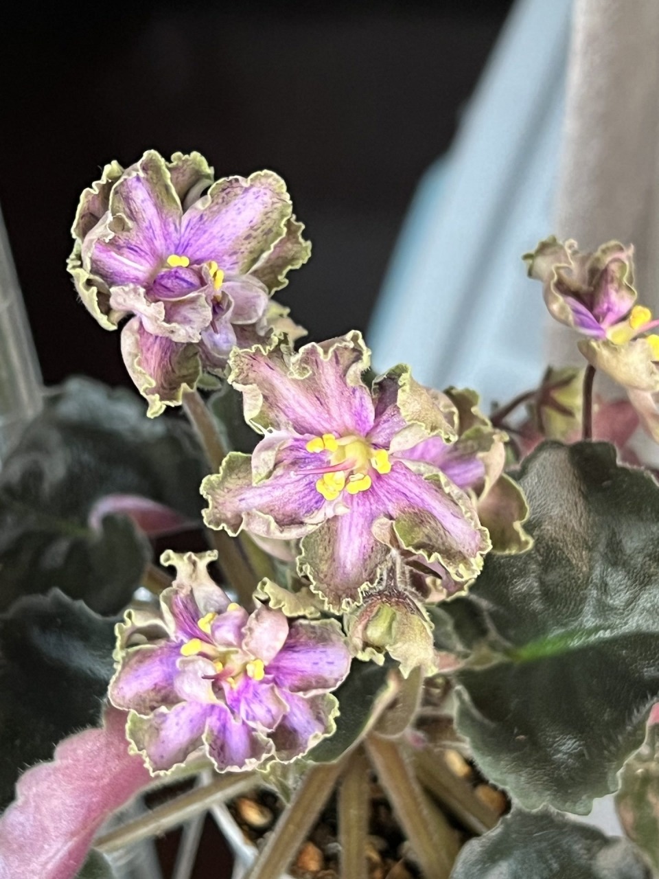 非洲堇的网上讨论里,有花友说叶柄绿色的一些品种,如果叶柄出现红线