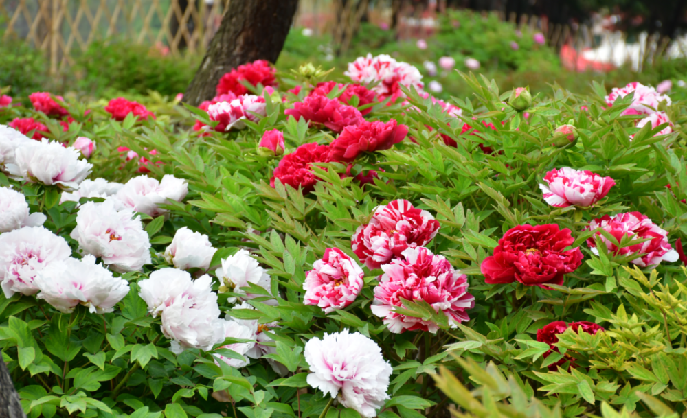 国色天香花样之旅曹州牡丹园见闻