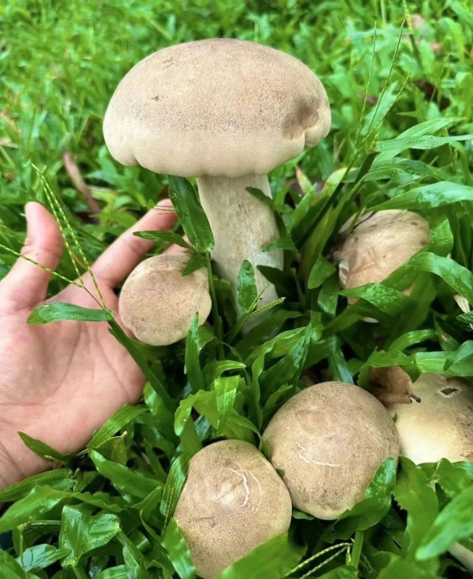 雨后大量出现,别碰,别吃!