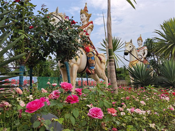 云南孟连这座边陲小城花香景美