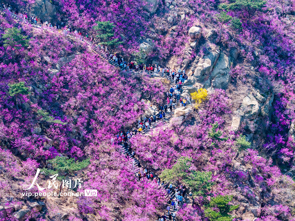 山东青岛:大珠山杜鹃花盛开