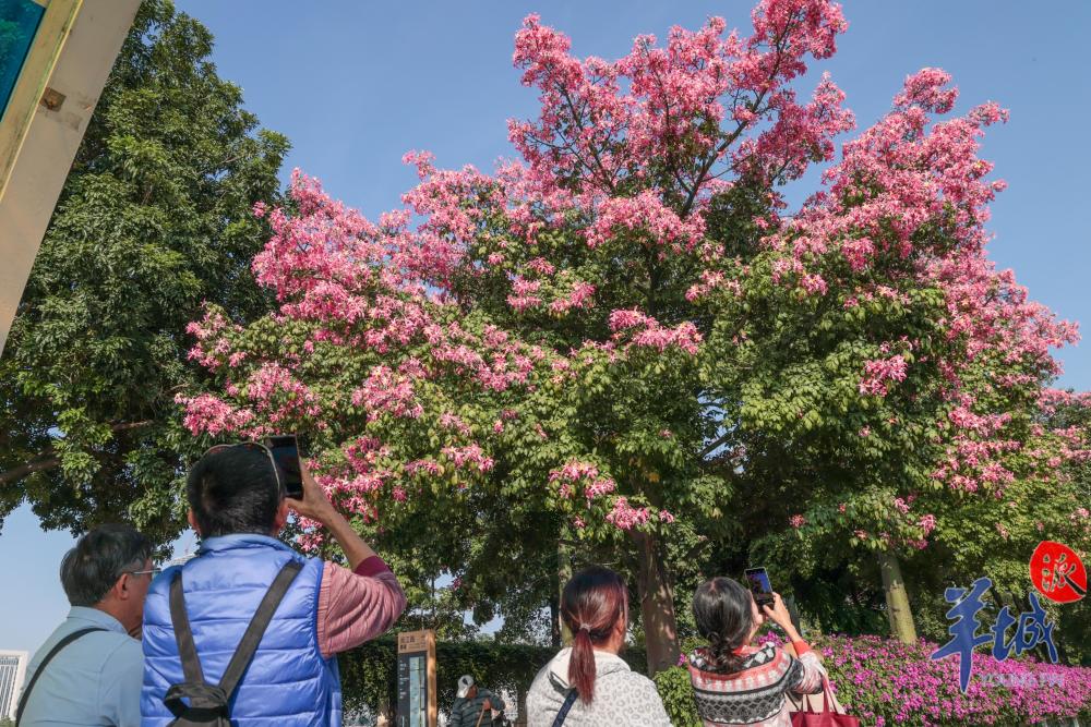 图集广州街头美丽异木棉盛放