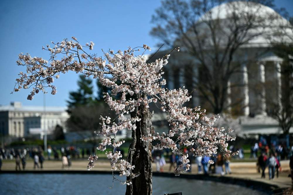 美国华盛顿樱花盛放
