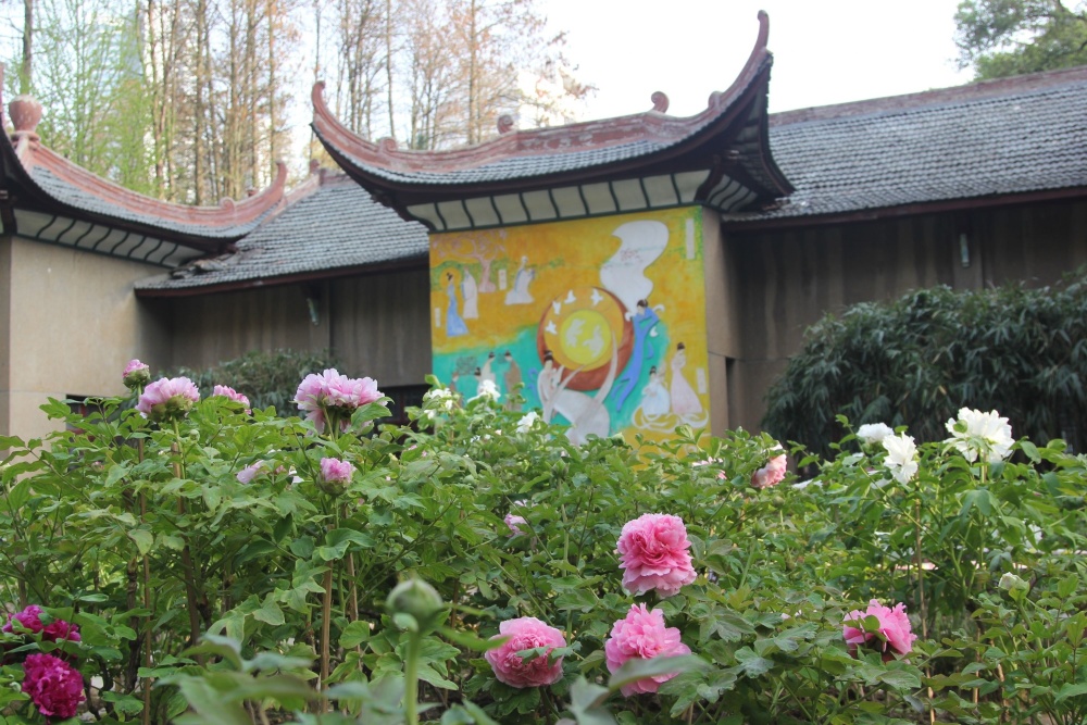 汉阳公园牡丹开了罕见荷苞牡丹首次亮相