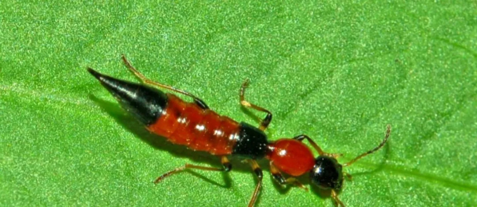 "会飞的硫酸" 这种毒虫飞到身上,千万别拍