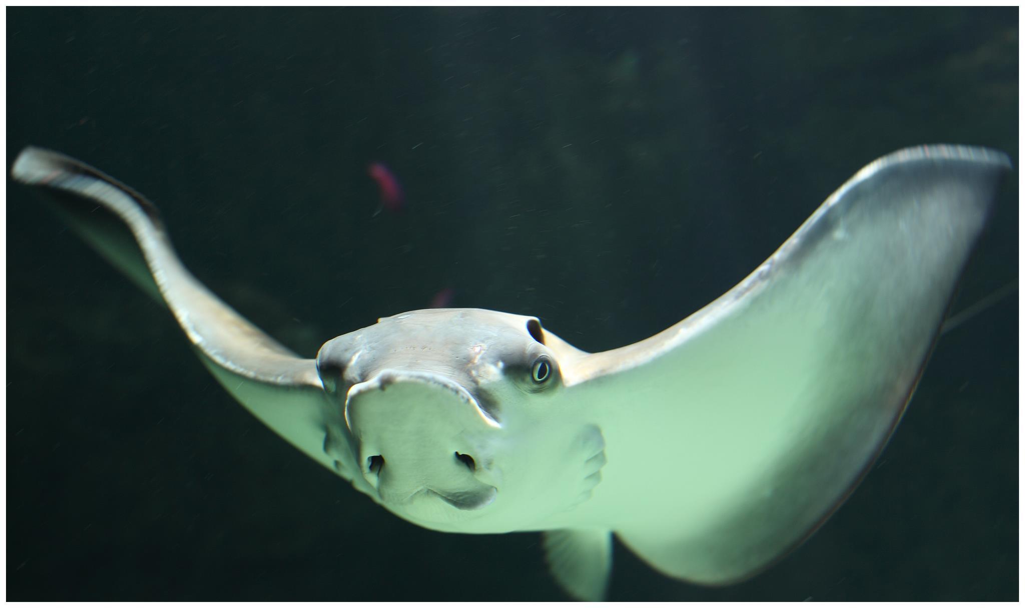 神奇的蝙蝠鱼,大开眼界