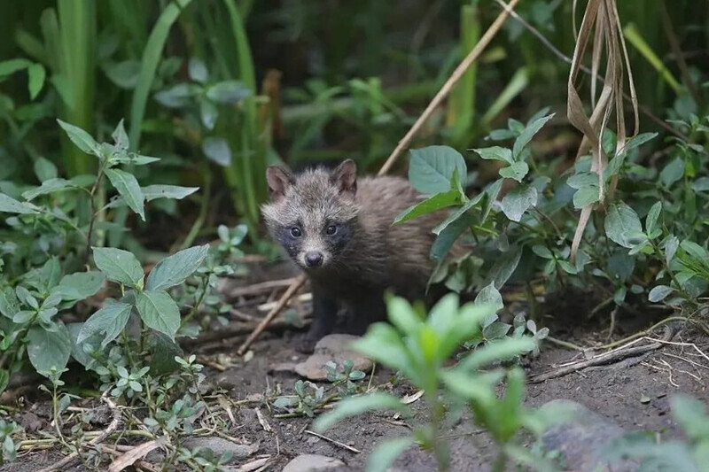 萌萌的小貉,每年5月到8月的貉繁殖期,尤其是处于哺乳期的母貉,这段