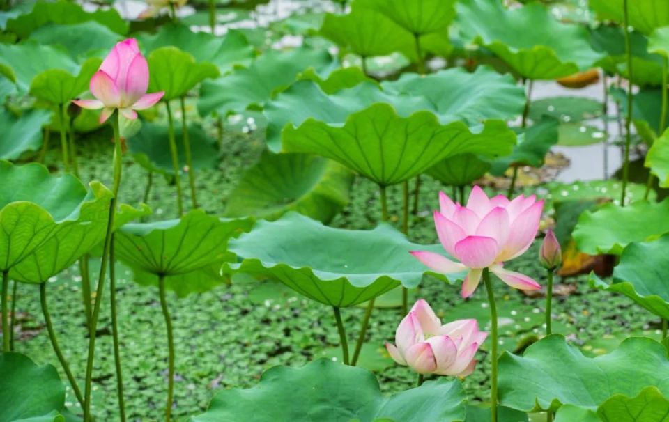 惠聚美好丨丰渚园荷花绽放
