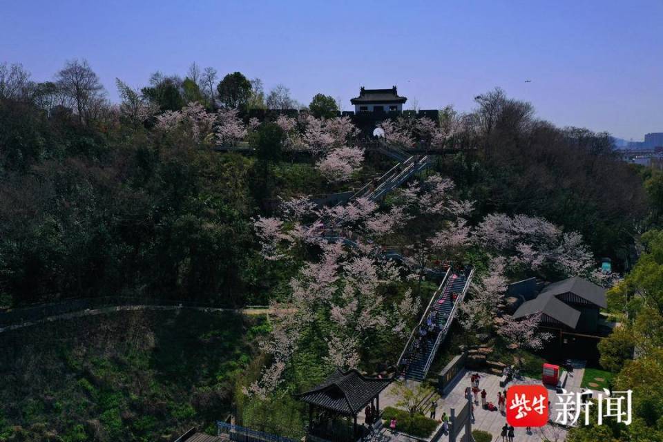 视频南京幕燕滨江樱花带迎来最美观赏时光