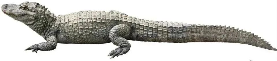 图2 鳄鱼侧面图▲图3 内蒙古地区采集的"c"形玉龙▲图4 山西陶寺