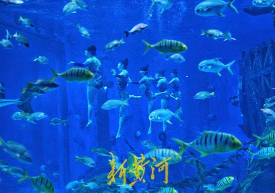 春光正好济南融创海世界美人鱼表演吸引游客镜相