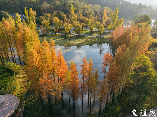 南京深秋银杏湖景如画