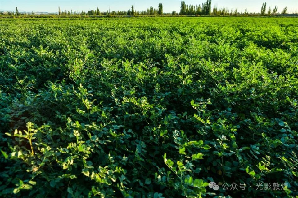 敦煌市肃州镇种植的700亩中药材甘草长势喜人.(周玉玲  摄影)