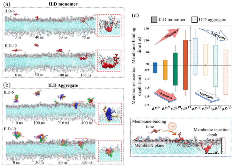 液体基怎么抗菌苏州大学杨凯教授／松山湖材料实验室元冰研究员《ACS Nano》：破解离子液体衍生物抗菌机制_https://www.jmylbn.com_新闻资讯_第3张