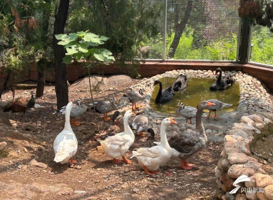 柯尔鸭,孔雀,婆罗门鸡……泰安"上新"一处百鸟园