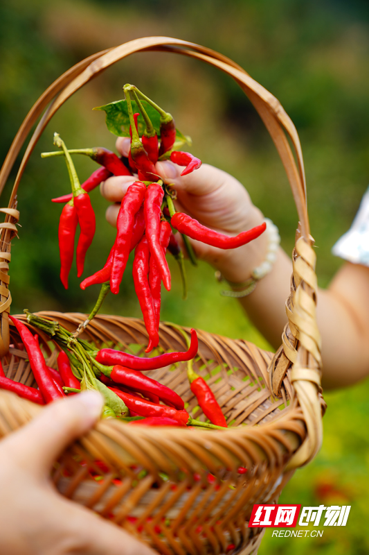 9月21日,大冲辣椒的出产地郴州市临武县水东镇大冲村风景这边独好