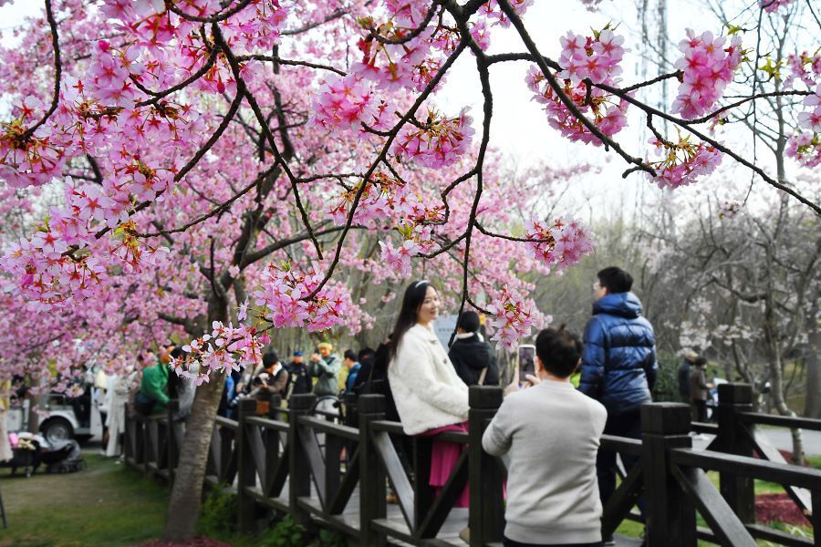 图说│和暖三月早樱缤纷繁花似锦,上海樱花节将于3月11日在顾村公园