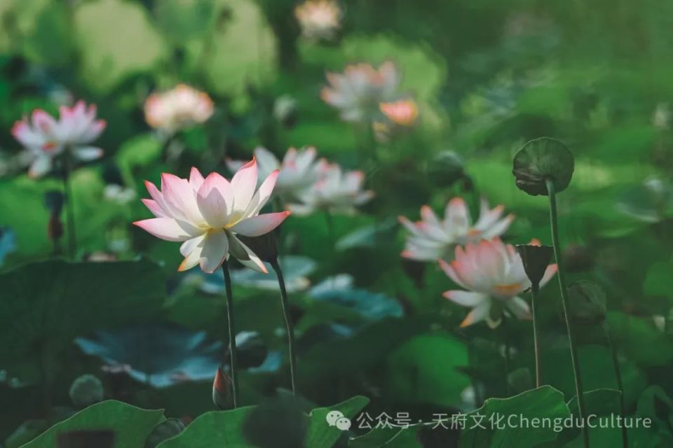 在文化公园看了场世界荷花大赛,年轻人为自己的莽撞道歉