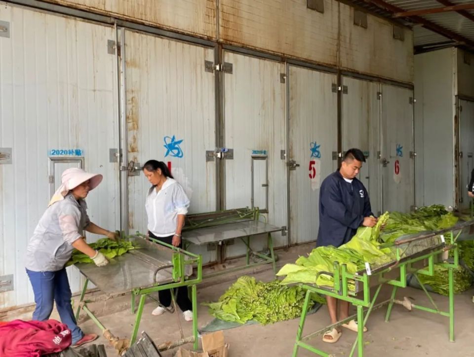 新平7.3万亩烤烟陆续开烤