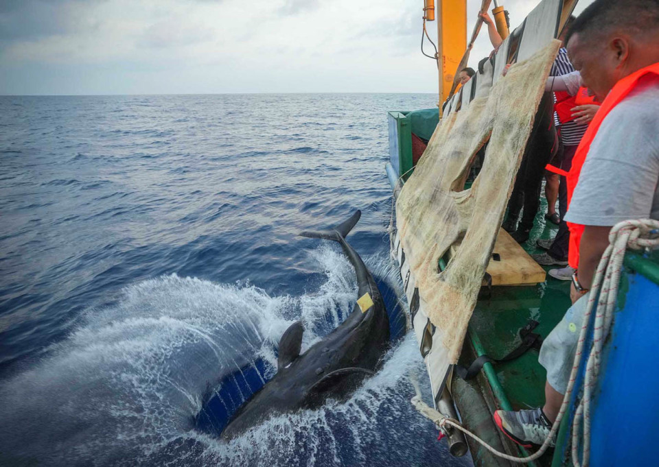 2024年5月26日6时许",利洋358"科考船抵达适合放生的深海海域",海棠"