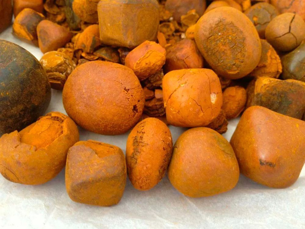 比黄金还贵,天然牛黄价格破100万元大关,养殖户能靠"养牛取黄"致富吗?