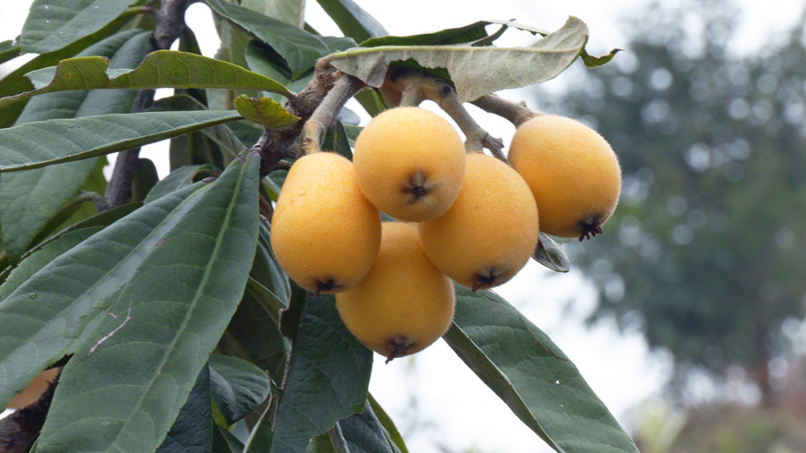 福建云霄:漫山枇杷黄 果农喜丰收_腾讯新闻