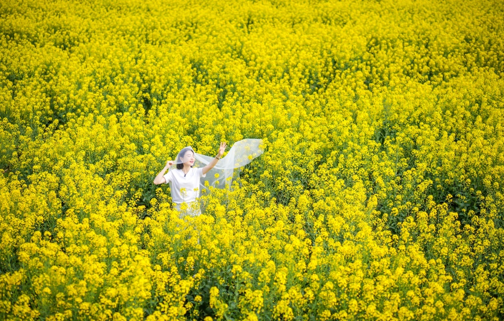 油菜花海拍照女孩图片图片