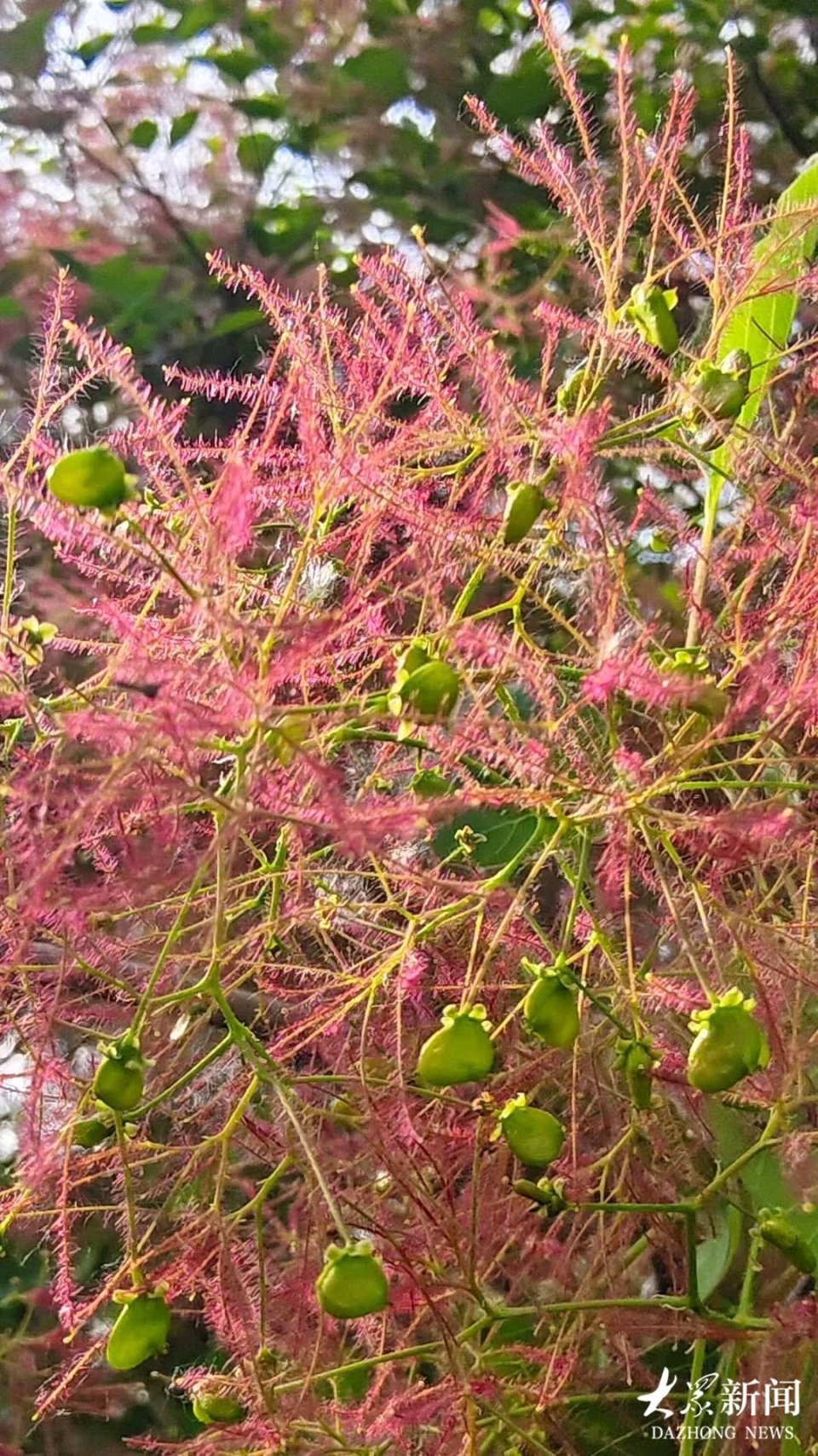 暮春时节，“雾中之花”开出粉紫“云烟”，自带梦幻滤镜_腾讯新闻