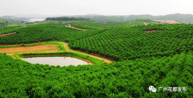 00:00/00:00千亩桃园那可是当仁不让!要说花都甜桃哪家强?