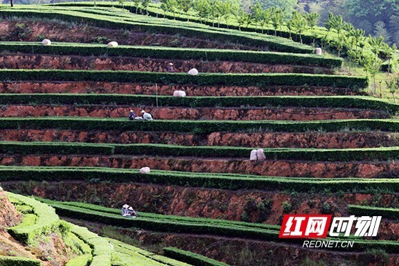 桃江县武潭镇:夏茶生产忙 茶农茶企双丰收