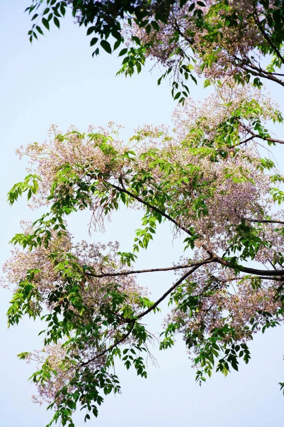 春夏交替限定来看静安浪漫紫云街苦楝开花啦