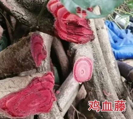 治肠痈之要药——大血藤