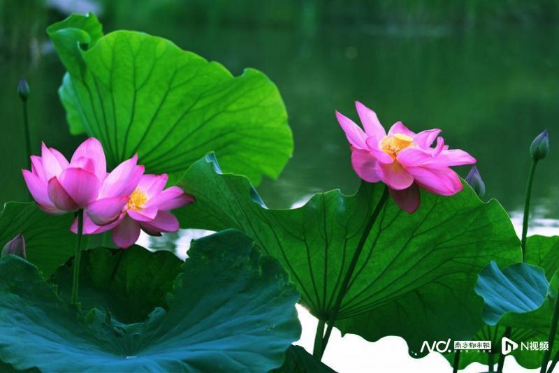 荷香"粽"夏,水韵广州!珠江日夜游端午假期重返大唐盛世