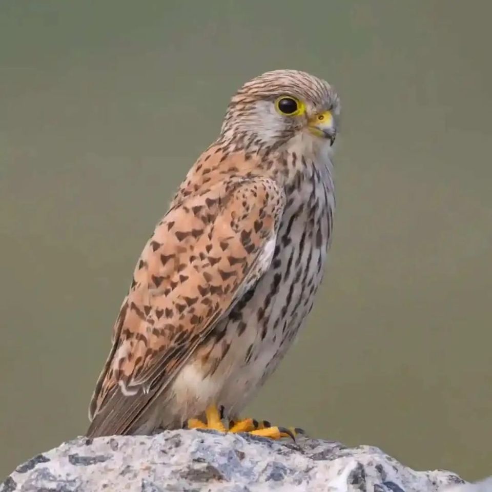 幼鸟遇险!警民携手救助国家二级保护动物红隼