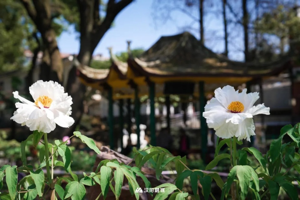 "汉阳公园相关负责人介绍,园区内牡丹花期将持续至4月20日左右,牡丹花