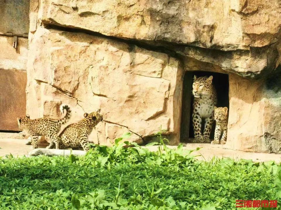 长沙动物园收入"4枚铜钱",金钱豹妈妈喜产"四胞胎"