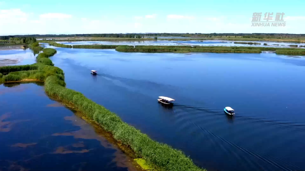 探访府河河口湿地白洋淀的超级水质净化器