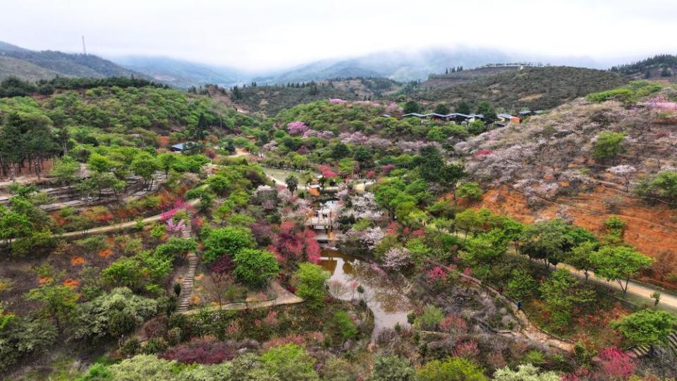 韶关新丰多彩山樱醉春光