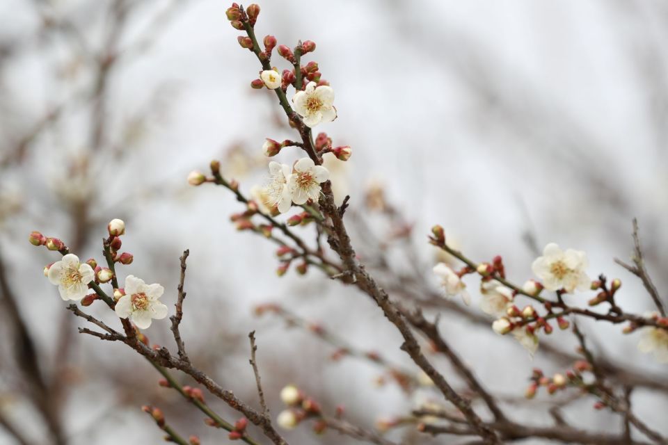 第十四届萝岗香雪文化旅游节1月3日开幕