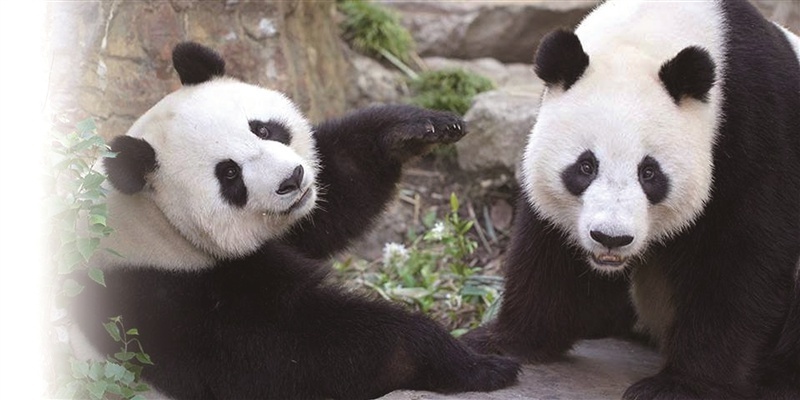 澳大利亚动物园 为大熊猫庆生