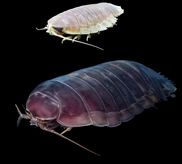 中国科学院海洋所首篇Cell：李富花团队揭示深海生物超强耐饿机制 | Cell Press论文速递_腾讯新闻