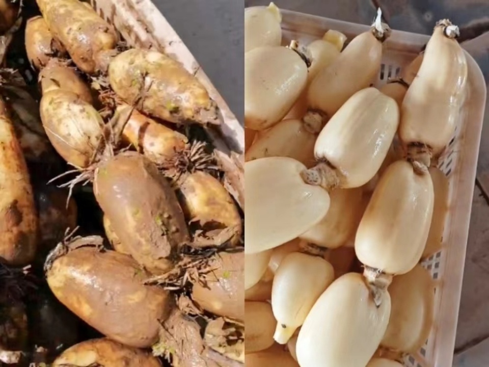 武汉本地"水果莲藕"上市:口感甜脆,可生吃,清炒和凉拌,仅6月至7月上市