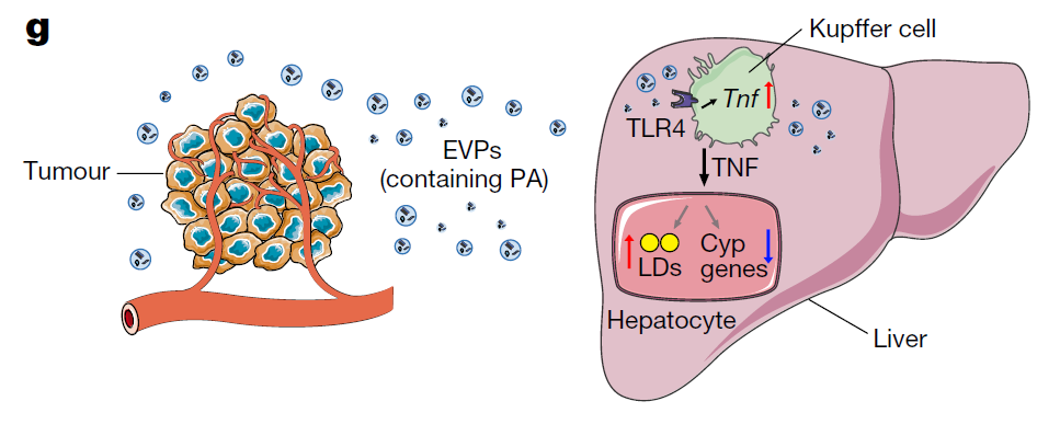 nature:肿瘤细胞通过外泌体与外泌颗粒"遥控"肝脏功能失调_腾讯新闻