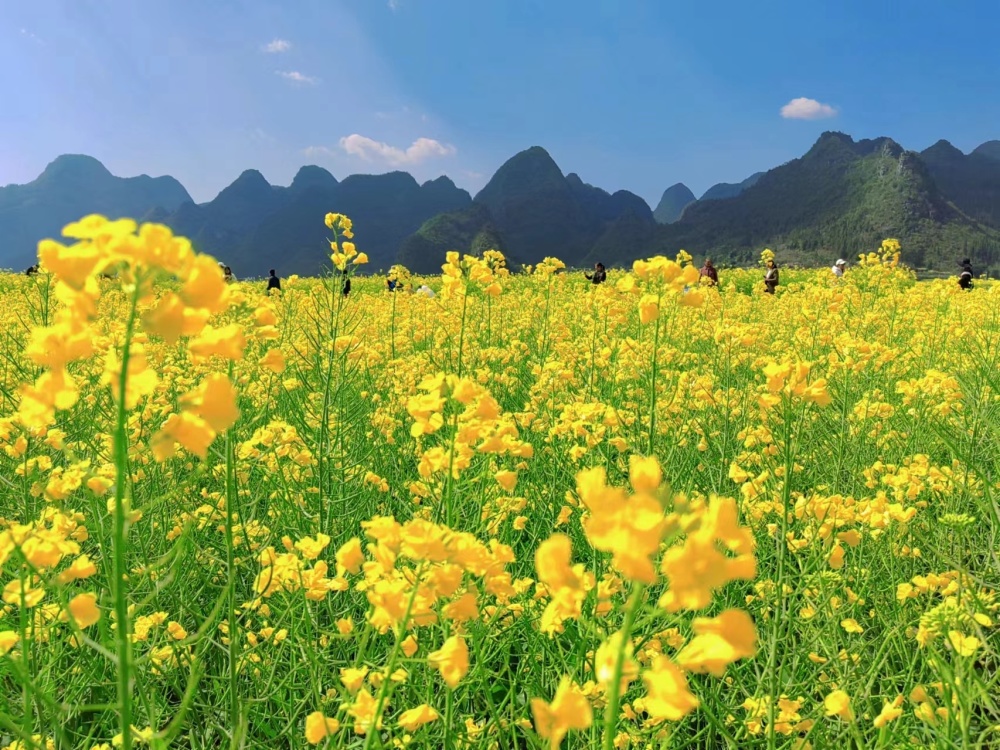 【新春走基层】万峰林油菜花盛开如海