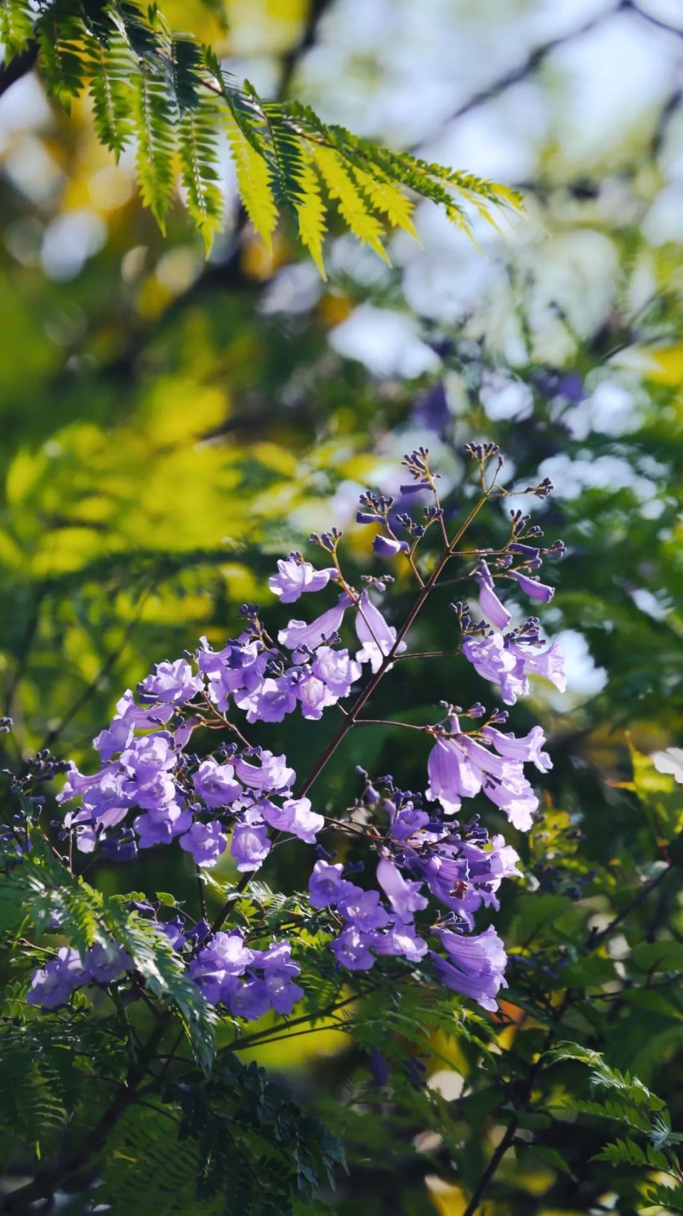 都江堰蓝花楹绽放,夏日限定浪漫来了